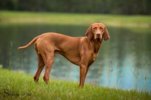Brown Dog Spiritual Meaning: Stability And Loyalty!