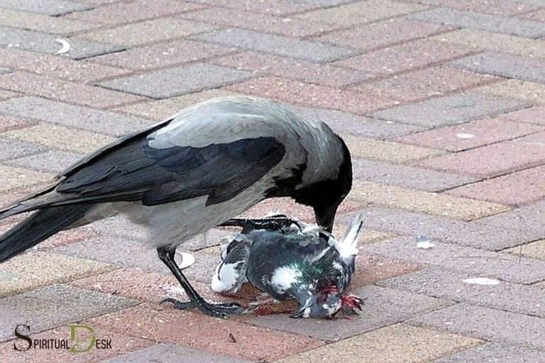 crow eating pigeon spiritual meaning