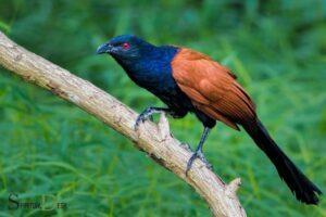 Crow Pheasant Spiritual Meaning