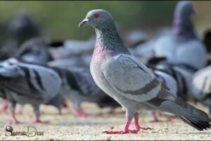 Crowing Noise from Pigeon Spiritual Meaning: Communication!