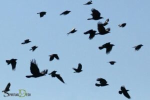 Crows Flying Counter Clockwise Spiritual Meaning: Transition