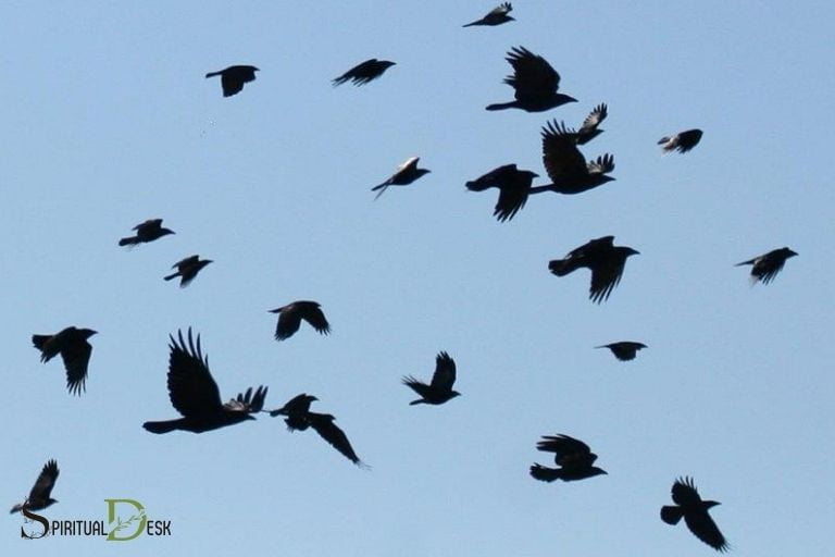 crows flying counter clockwise spiritual meaning 1