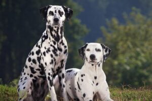 Dalmatian Dog Spiritual Meaning: Protection!