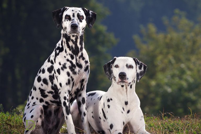 dalmatian dog spiritual meaning