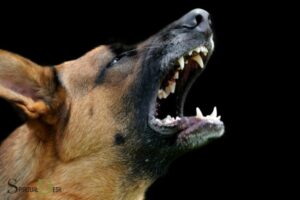 Dogs Barking at Night Spiritual Meaning: Warning!