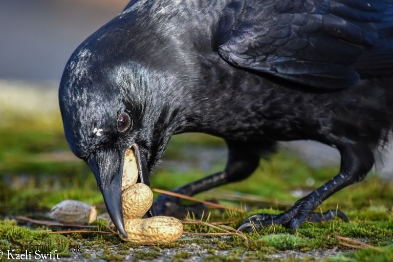 feeding crows spiritual meaning