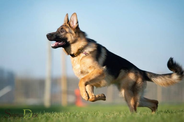 german shepherd dog spiritual meaning