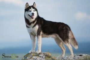 Husky Dog Spiritual Meaning: Resilience, Endurance!