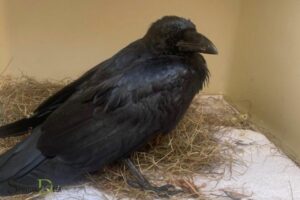 Is There a Spiritual Connection With Crows And Pregnancy