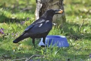 Maternal Crow Spiritual Symbolism