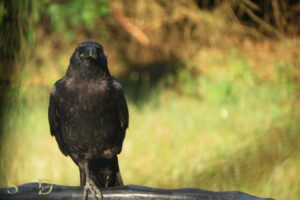 One Legged Crow Spiritual Meaning