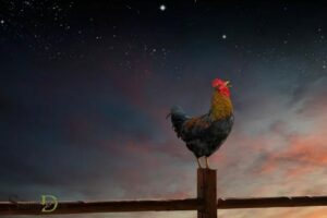 Rooster Crowing at Night Spiritual Meaning: Fears!