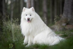 Seeing a White Dog Spiritual Meaning