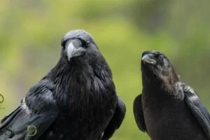 Spiritual Difference between Crow And Raven: Wisdom, Magic!