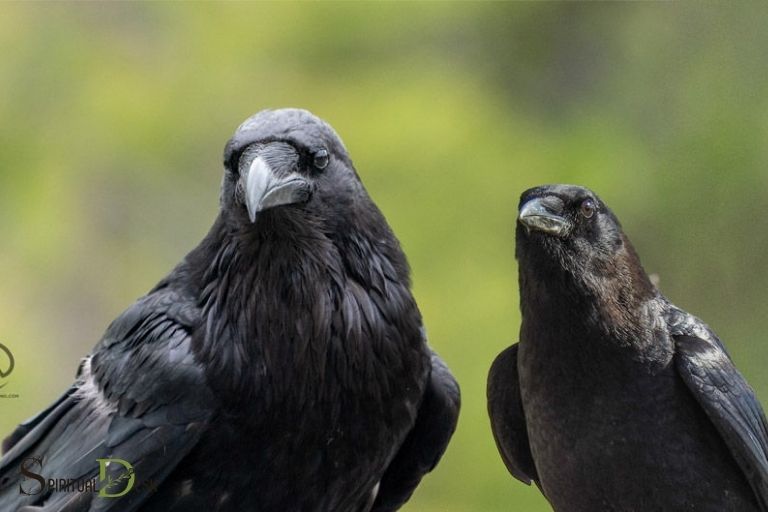 spiritual difference between crow and raven