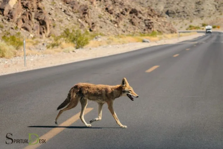 spiritual meaning coyote raccoon crossing your path