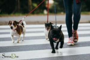 Spiritual Meaning Of A Dog Crossing Your Path: Trustworthy!