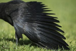 Spiritual Meaning of Crow Feathers