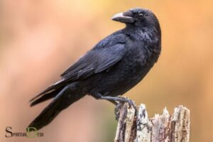 Spiritual Meaning of Crows
