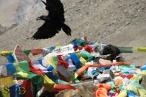 What is the Significance of Crow in Tibetan Spirituality?