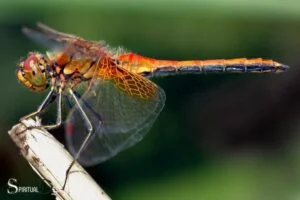Anisoptera Dragon Fly Spiritual Meaning: Cultures!