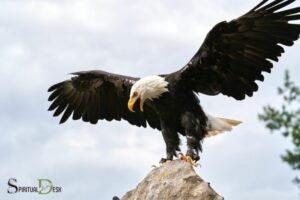 bald eagles spiritual meaning