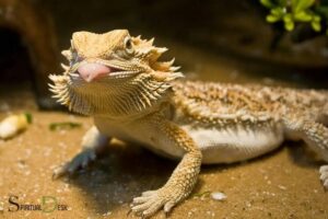 Bearded Dragon Spiritual Meaning: A Guide