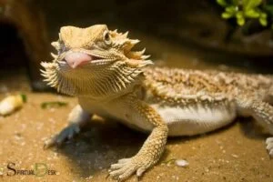 bearded dragon spiritual meaning