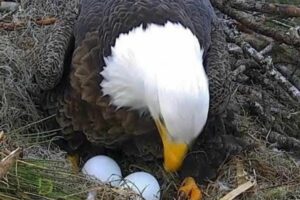 Bible Spiritual Meaning of Eagle Egg: Unlocking the Meaning
