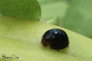 Black Ladybug Spiritual Ladybugs In The House Hurt You!
