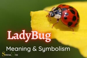 Christian Spiritual Meaning Of Ladybugs: Protection!