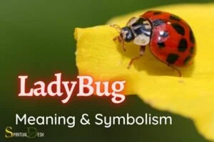 christian spiritual meaning of ladybugs