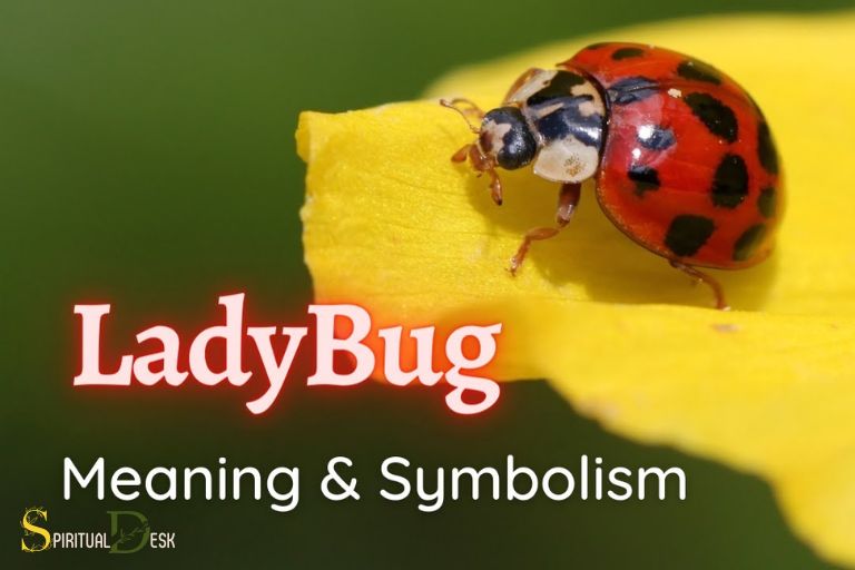christian spiritual meaning of ladybugs