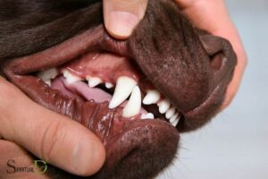 Dog Teeth Spiritual Meaning: Protection!
