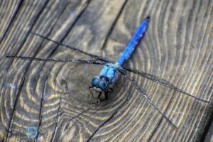 Dragon Fly Spiritual Meaning: Transformation!