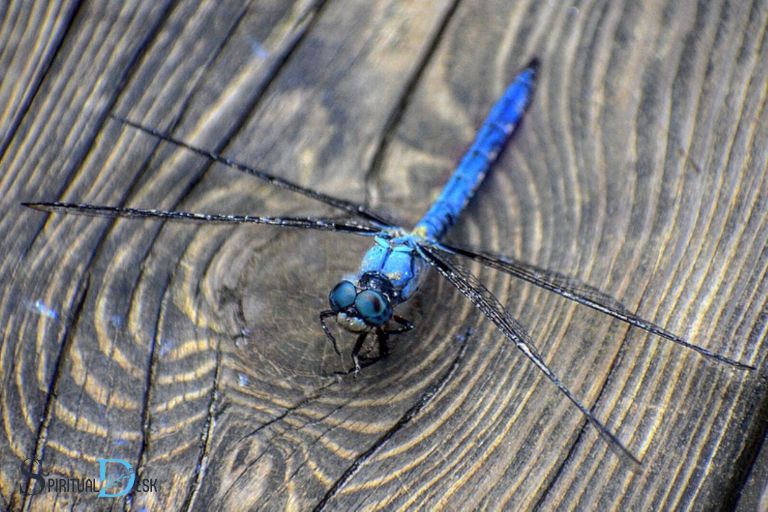 dragon fly spiritual meaning