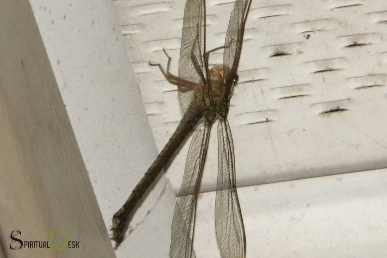 dragonfly in house spiritual meaning