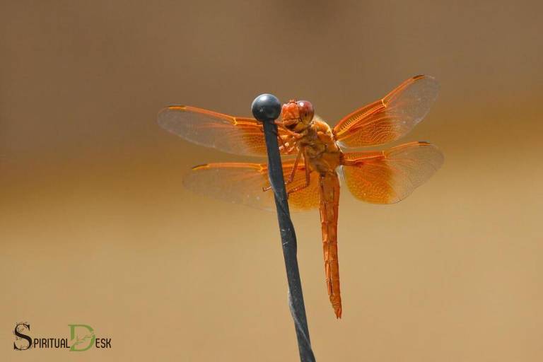 dragonfly spiritual meaning dream