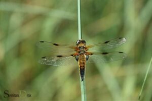 Dragonfly Spiritual Meaning Twin Flame