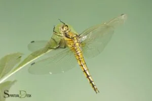 Gold Dragonfly Spiritual Meaning