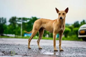 Indian Spiritual Dog Names: Discover the Best Names