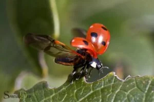 ladybug in dream spiritual meaning