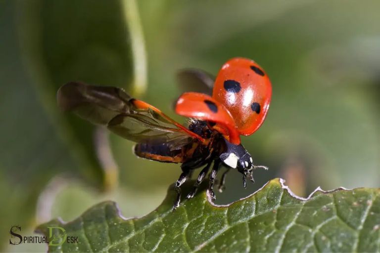 ladybug in dream spiritual meaning