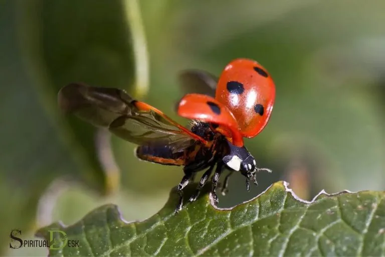 ladybug in dream spiritual meaning