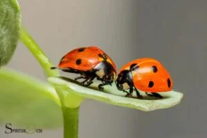 ladybug spiritual meaning twin flame