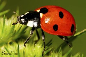 Ladybug Totem Spiritual Meaning: Transformation!