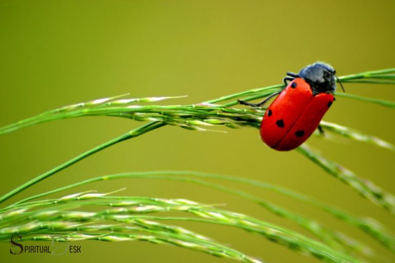 ladybug without spots spiritual meaning
