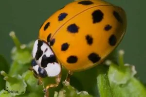 orange ladybug spiritual meaning