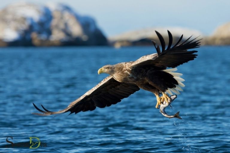 sea eagle spiritual meaning