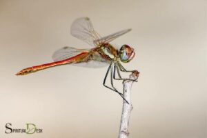 Spiritual Beauty of Dragonfly: Emotional Healing